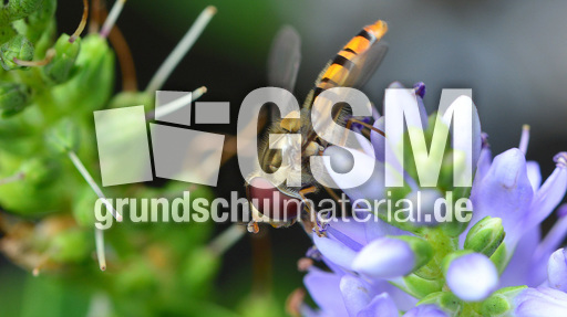 Garten-Schwebfliege (7).jpg